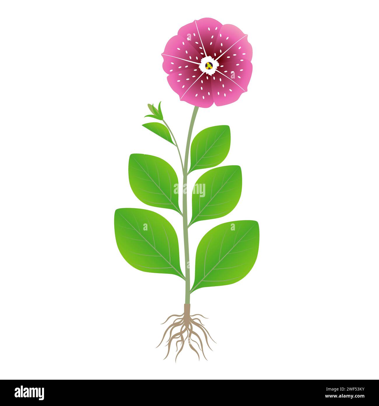 Petunia leaf macro Stock Vector Images - Alamy