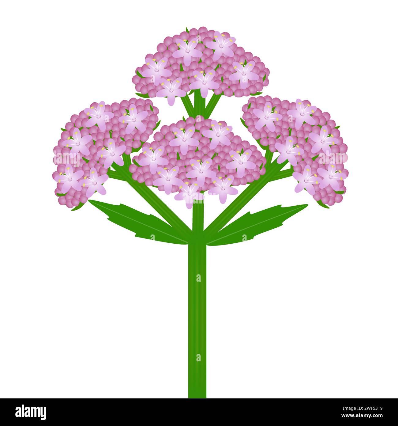 Inflorescence of a valerian plant with leaves on a white background. Stock Vector