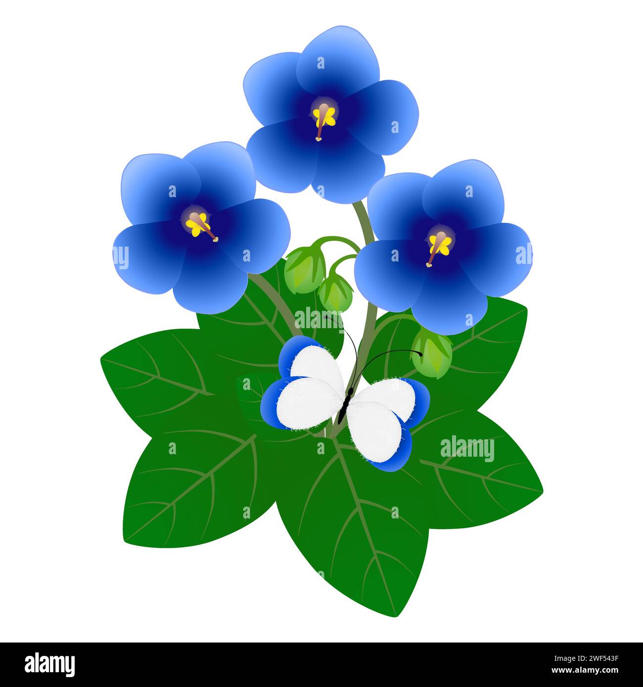 Closeup blue butterfly bush Stock Vector Images - Alamy