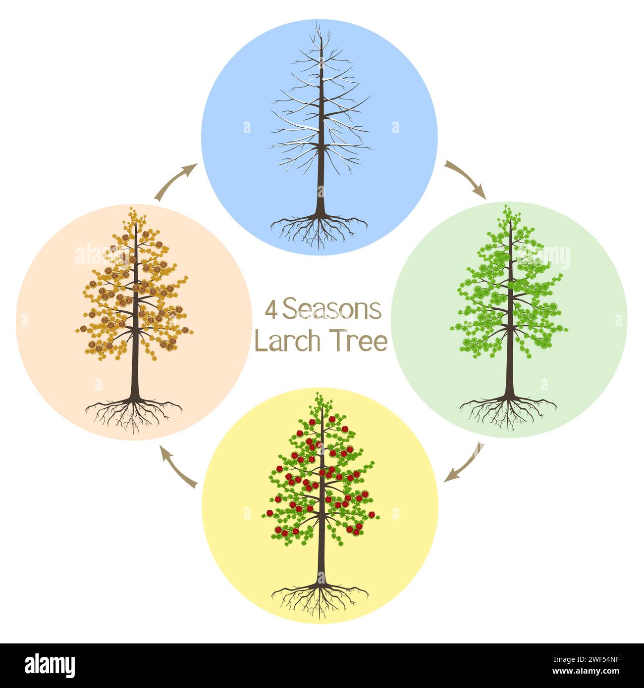 Four seasons dahurian gmelin larch tree on a white background. Stock Vector