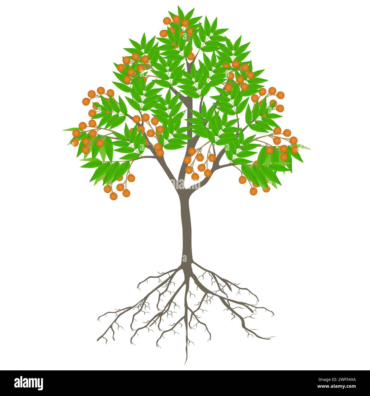 Sapindus soap tree with fruits on a white background. Stock Vector