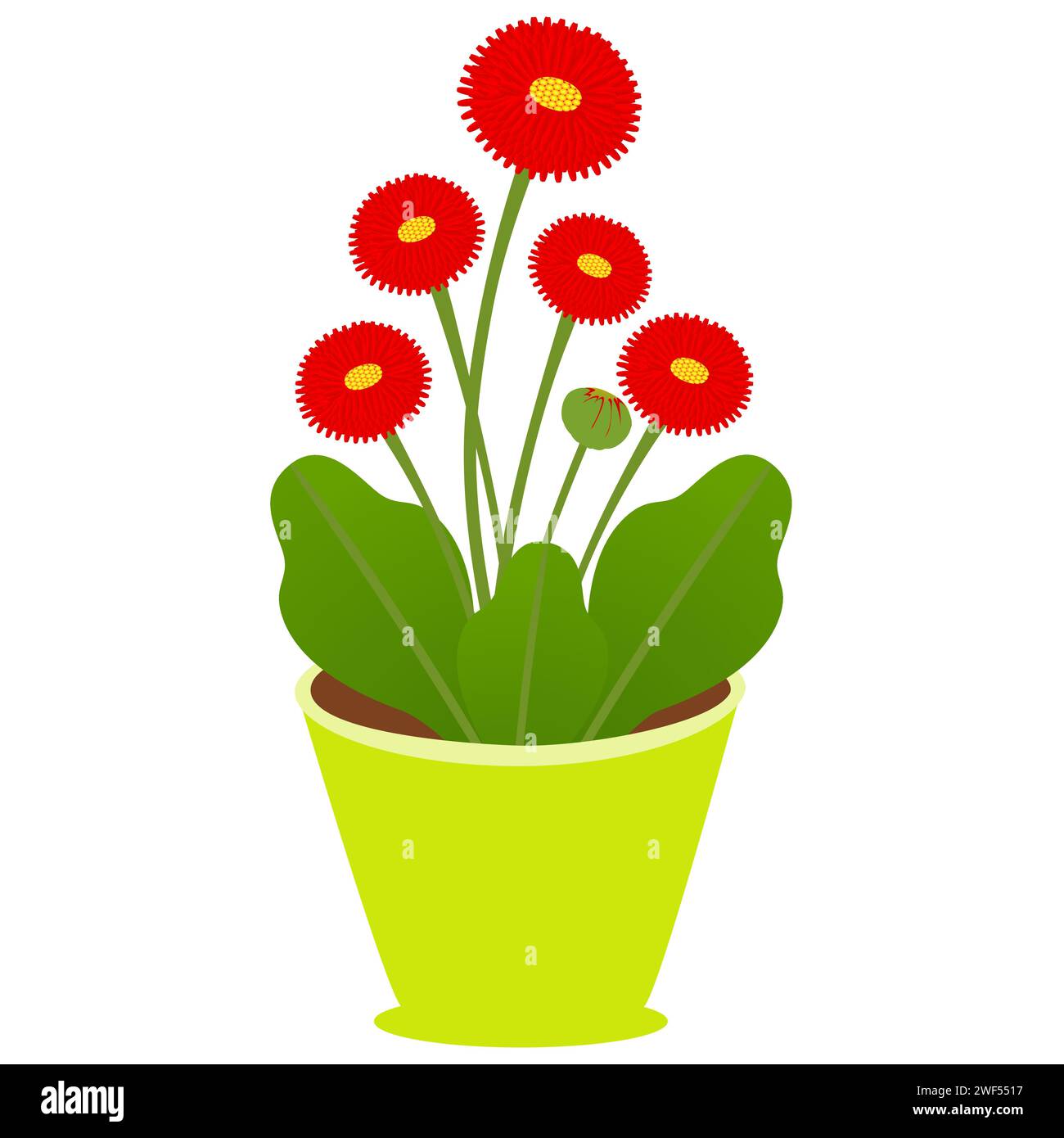 Daisy flower in a pot on a white background. Stock Vector