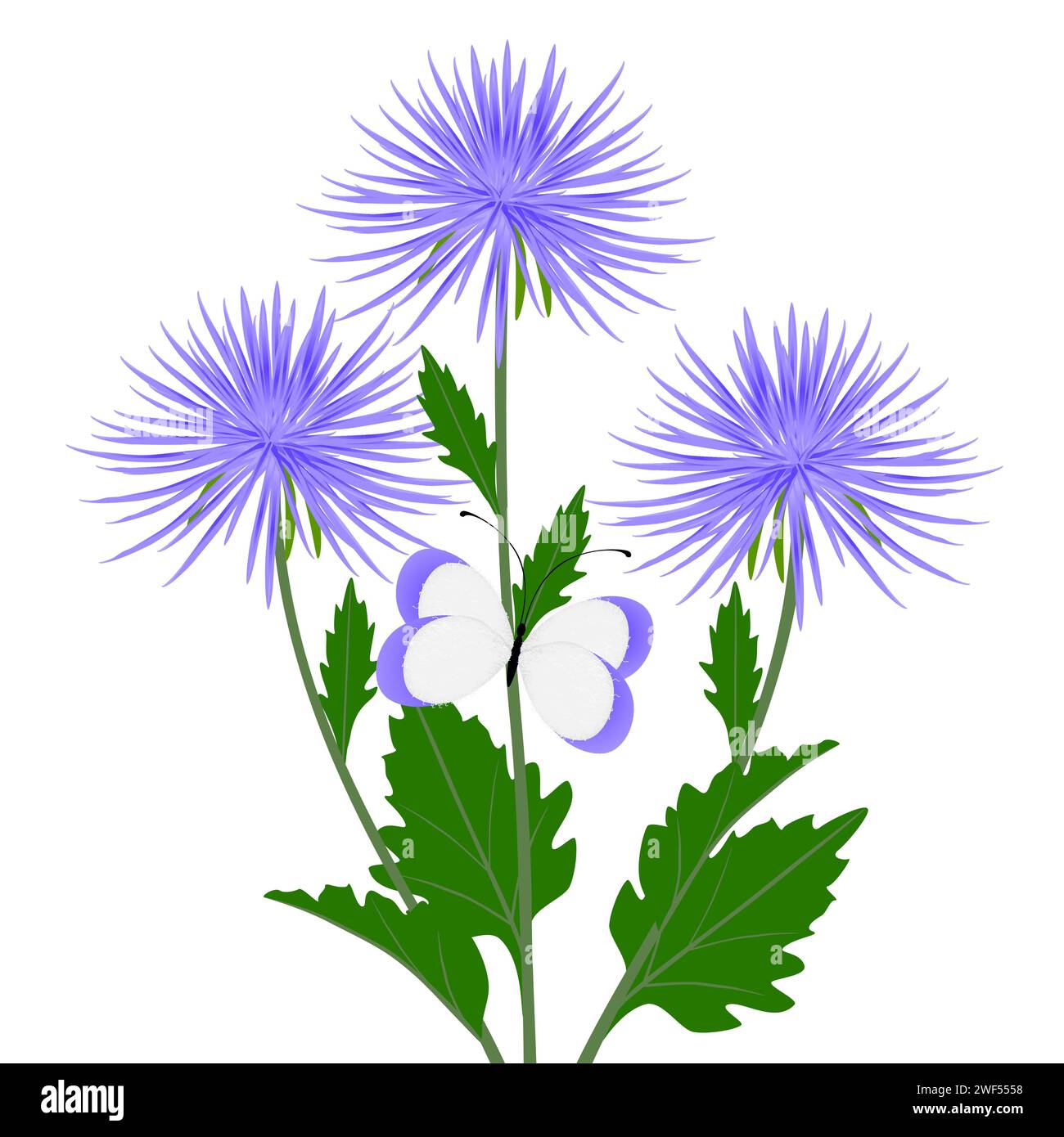 Aster flowers with a butterfly on a white background Stock Vector Image ...