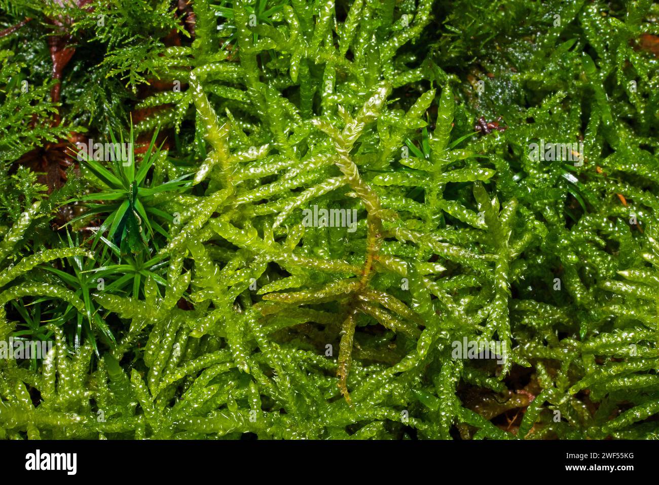 Pseudoscleropodium purum (neat feather-moss) can be found in a range of habitats including acidic and calcified grasslands and heaths. Stock Photo