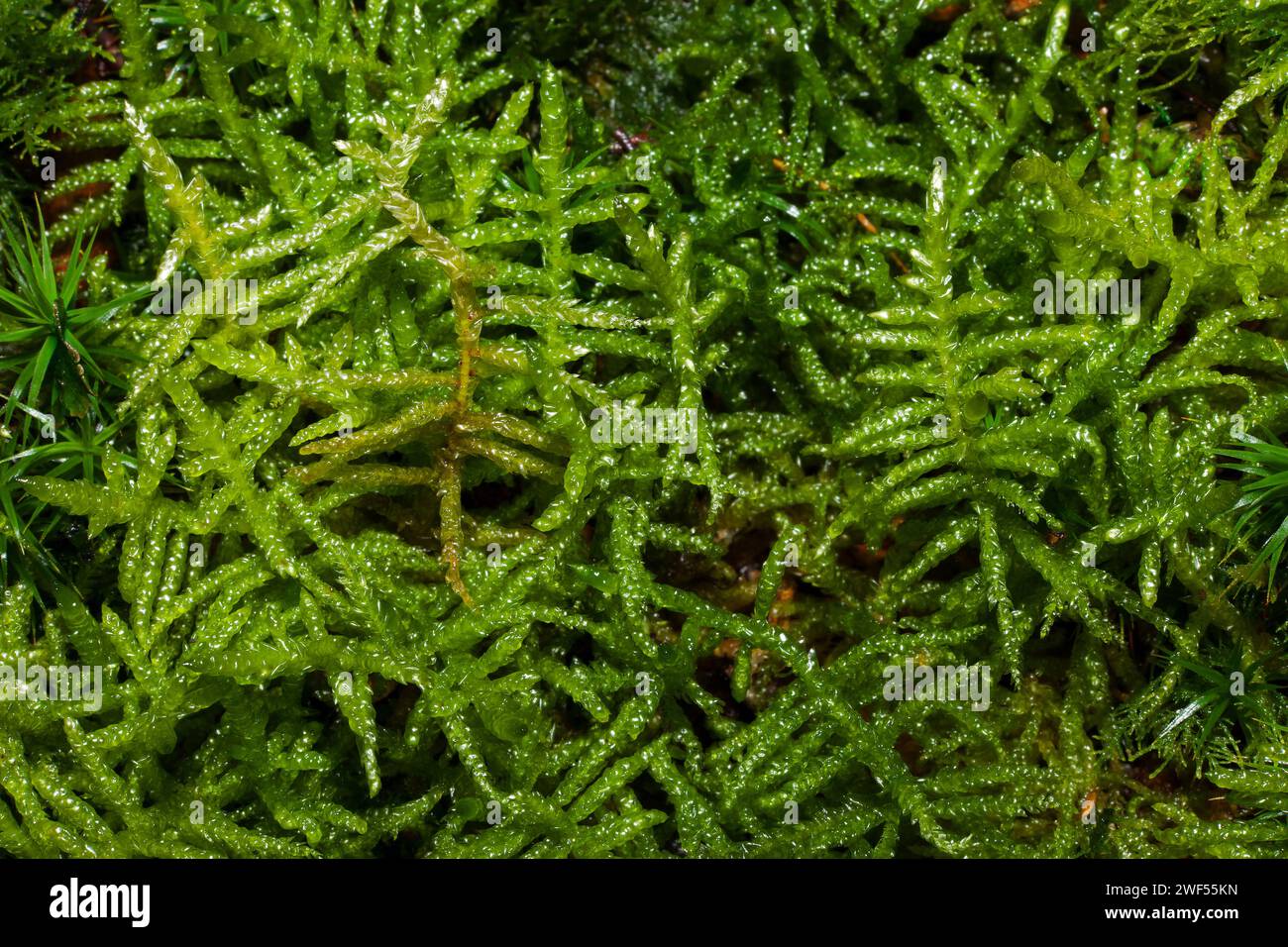 Pseudoscleropodium purum (neat feather-moss) can be found in a range of habitats including acidic and calcified grasslands and heaths. Stock Photo