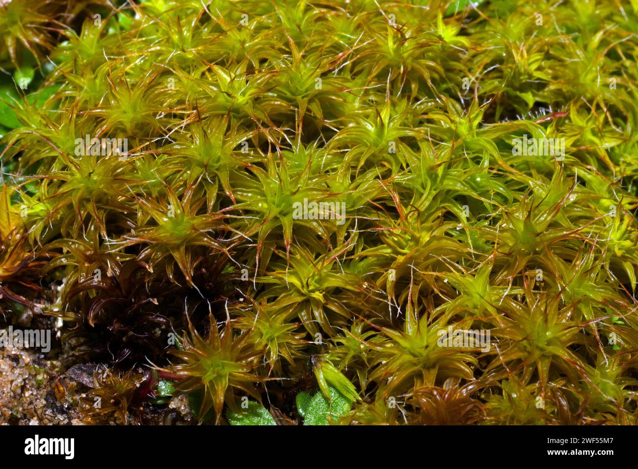 Syntrichia ruraliformis (Sand-hill Screw-moss) is mainly found on unstable coastal dunes. It appears to be confined to the Northern Hemisphere. Stock Photo