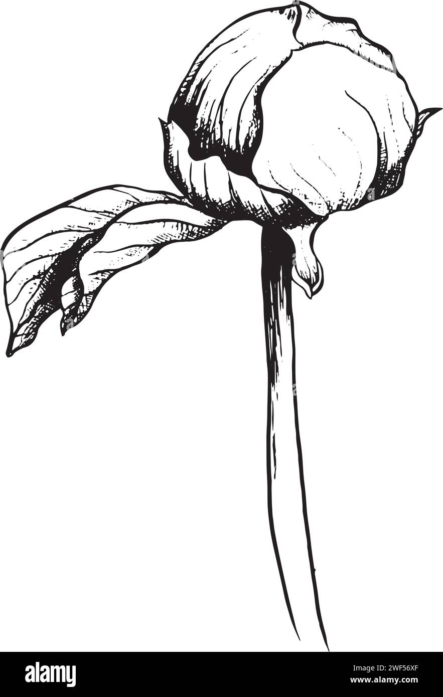 Peony bud flower, side view. Graphic botanical illustration hand drawn in black ink. Romantic floral Element for wedding stationary, greetings cards Stock Vector