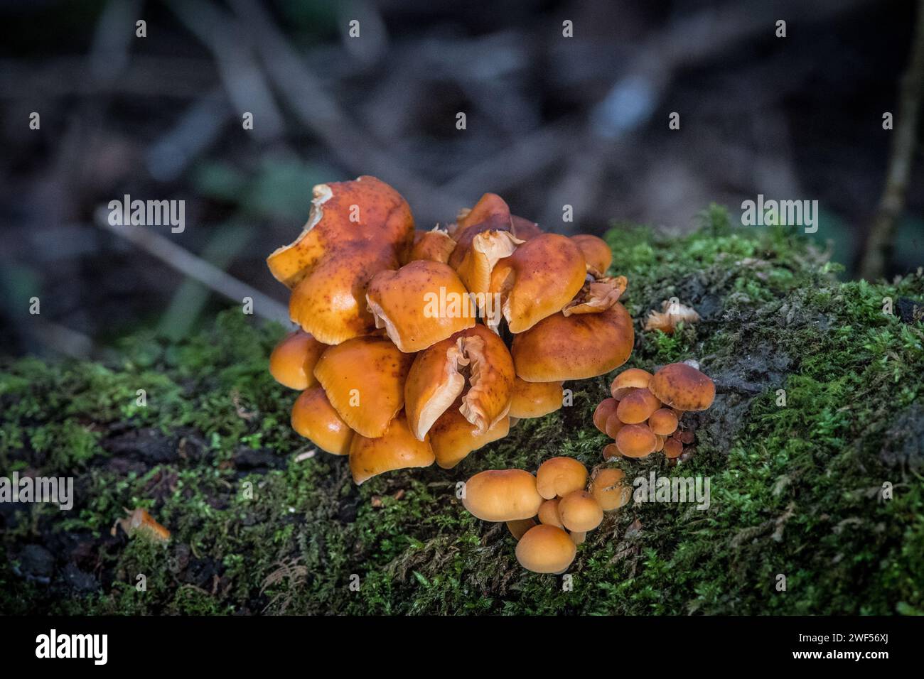 A nice crop of velvet shank mushrooms (Flammulina velutipes) bursting from an old tree trunk. Stock Photo