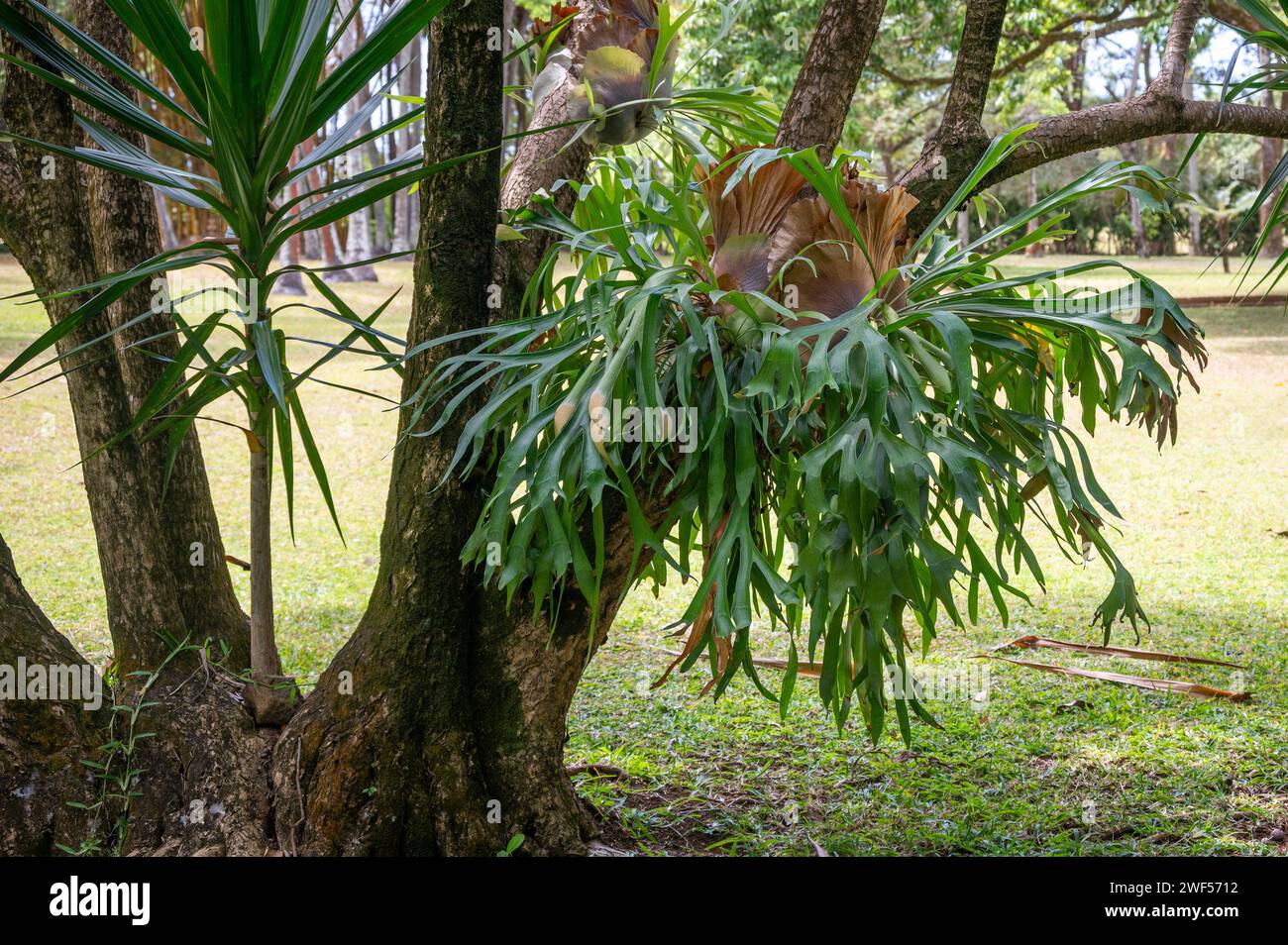 Symbiotic relationship between Epiphytic Orchids and trees, Mauritius