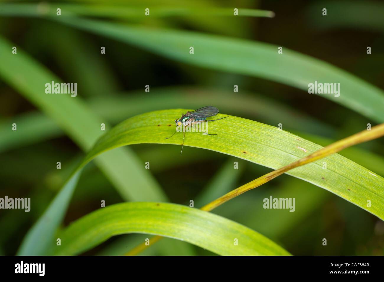 Family Dolichopodidae Long-legged fly wild nature insect wallpaper, picture, photography Stock Photo