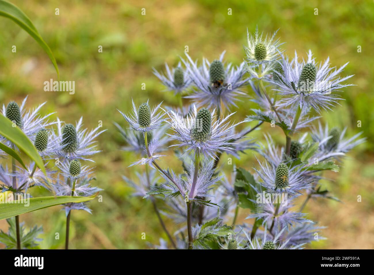 Eryngium alpinum 'Blue Jackpot' also known as Blue Sea Holly Stock Photo Alamy