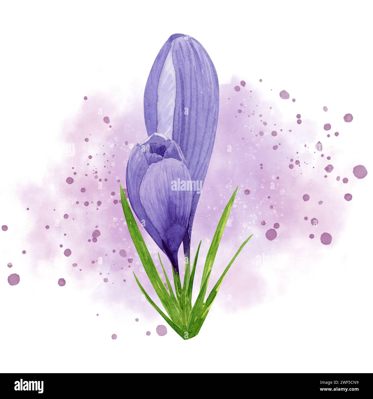 Spring flower purple crocus with pink watercolor splashes background. Hand painted watercolor floral illustration. Design element for label, package, Stock Photo