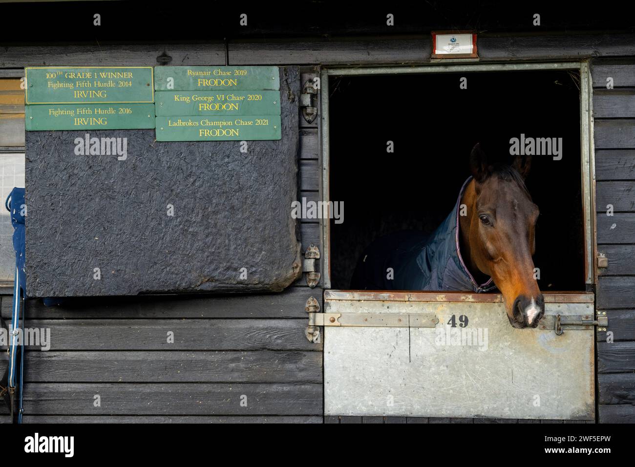 National Hunt legend and fan favourite Frodon has been retired after a glittering career in racing. Pictured on his last day at Paul Nicholls' yard. Stock Photo