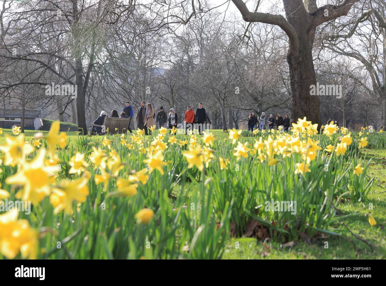 Early daffodils in unusually warm January weather, in St James Park