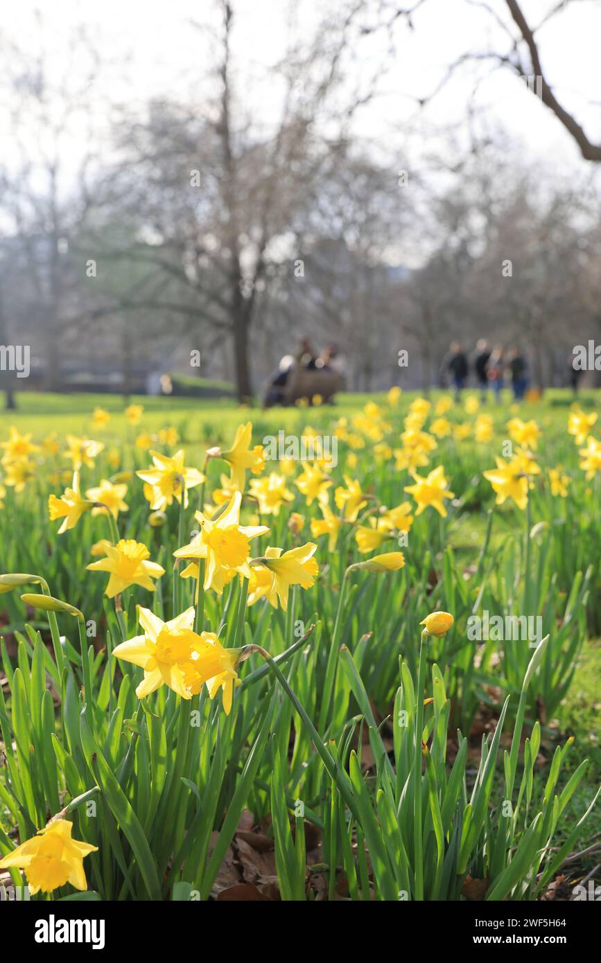 Early daffodils in unusually warm January weather, in St James Park