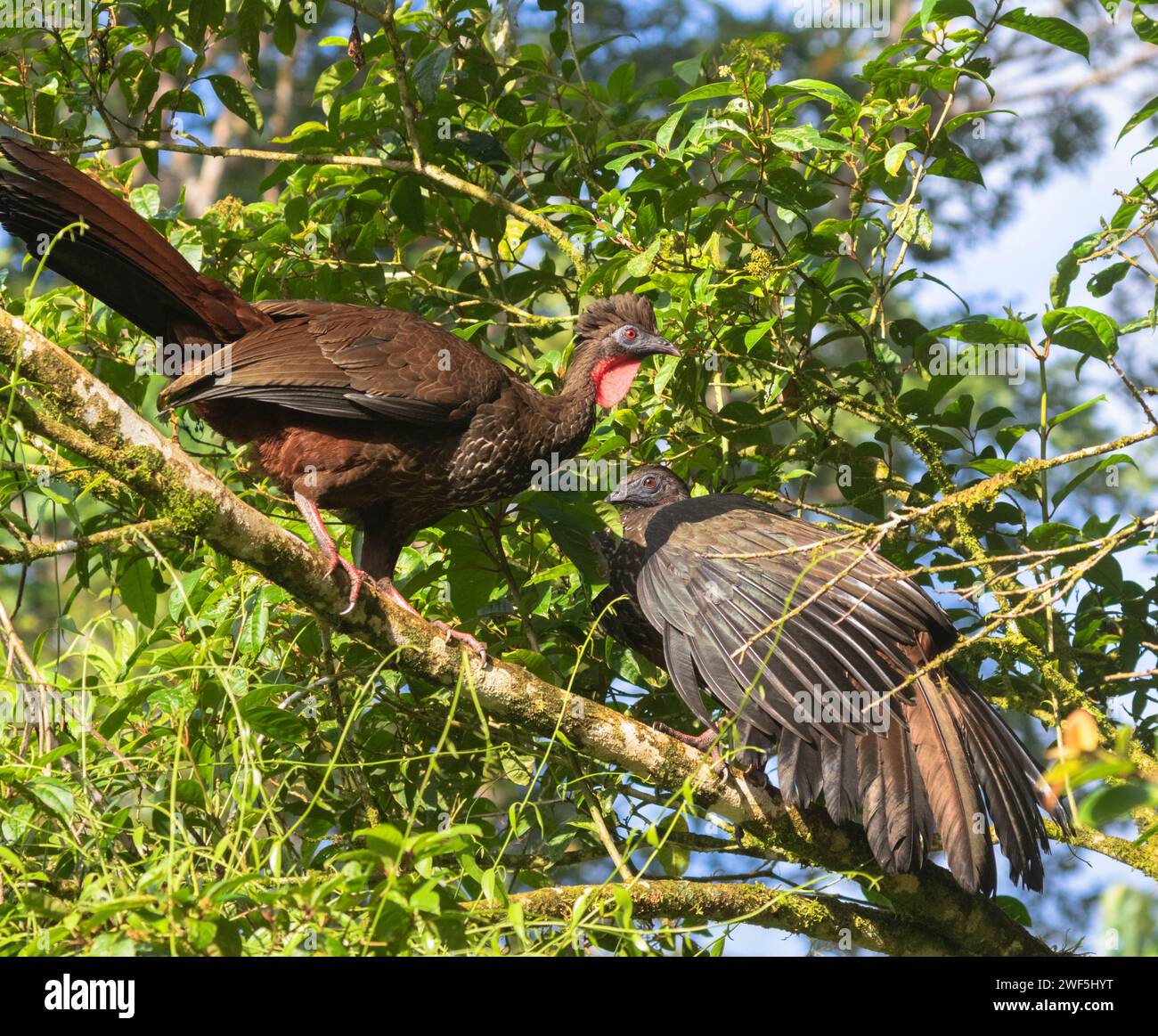 Couple of Crested Guans (Penelope purpurascens) feeding on a tree at La Selva Biological station, Costa Rica Stock Photo