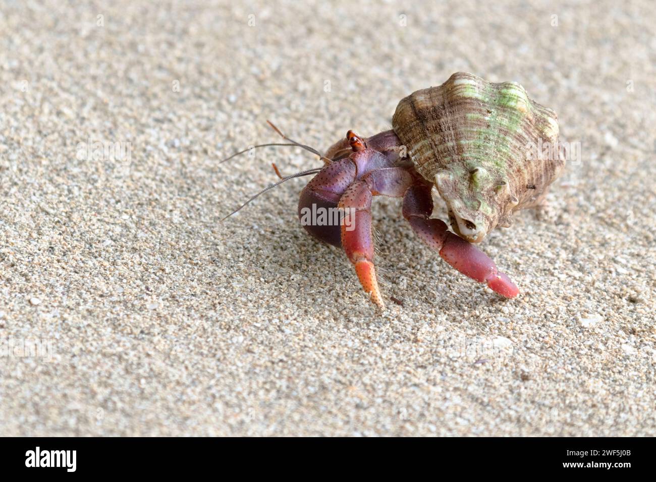 Land hermit crab (Coenobita clypeatus) running on sand beach, Cahuita, Costa Rica Stock Photo