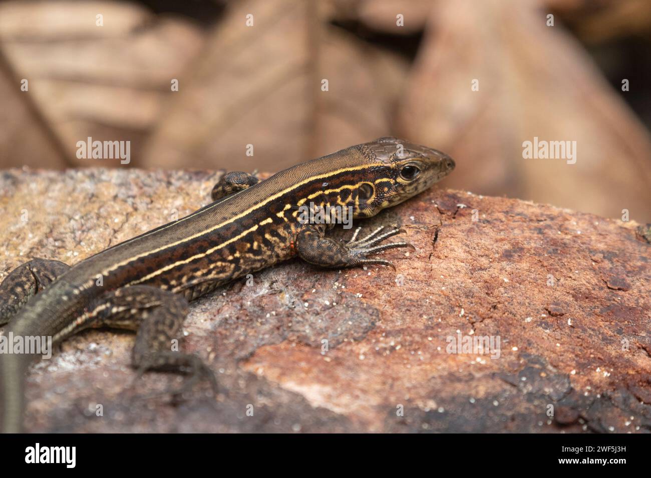 Holcosus festivus or Central American whiptail (Ameiva festiva) at Cahuita National Park, Costa Rica Stock Photo