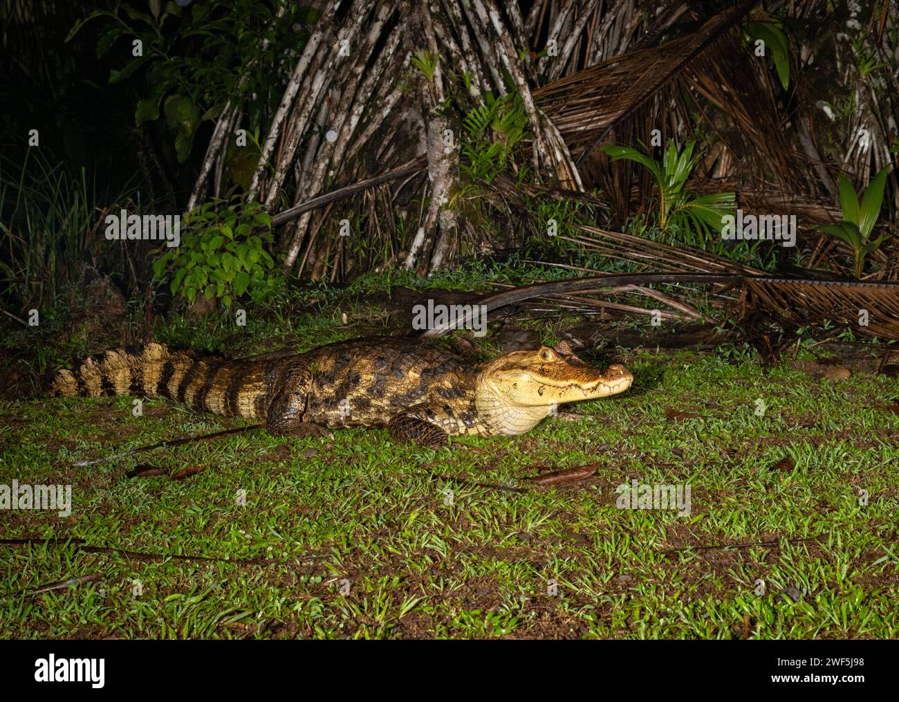 The Spectacled Caiman (Caiman crocodilus) close up, La Laguna Del Lagarto Lodge, Costa Rica Stock Photo