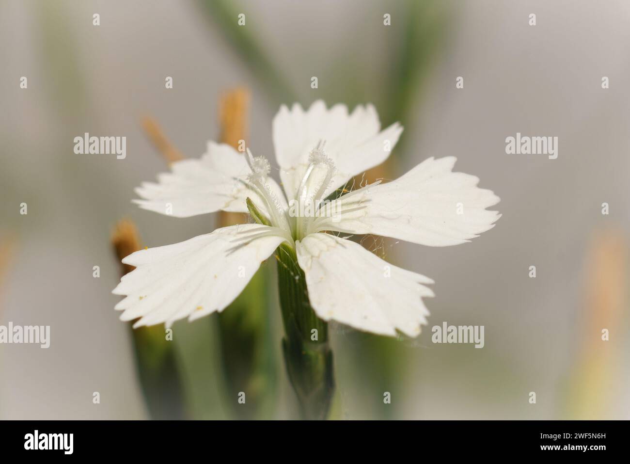 Natural closeup on a white maiden pink garden flower, Dianthus deltoides Stock Photo