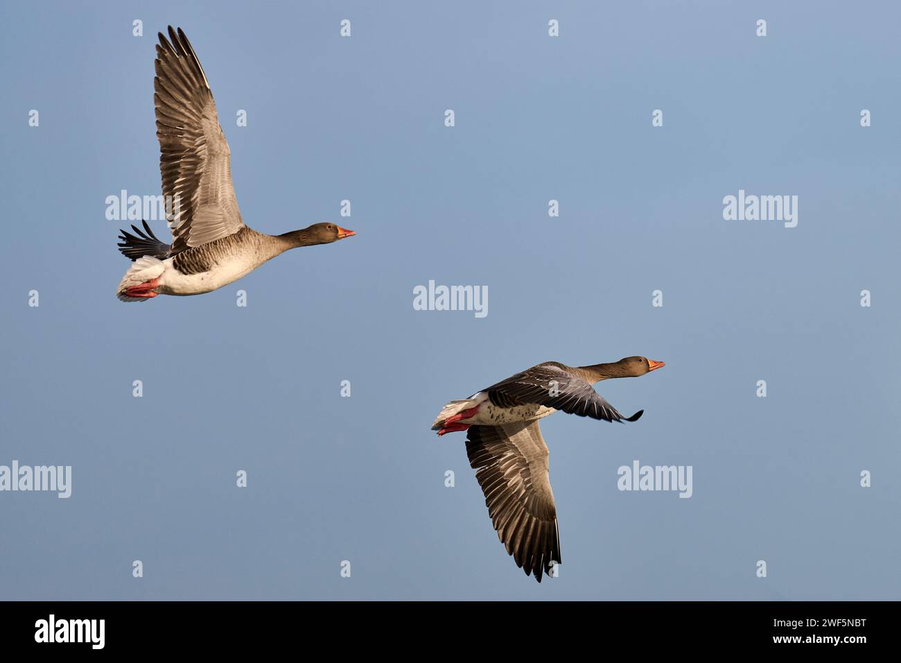 Greylag Geese in flight at the Arundel Wetlands Stock Photo
