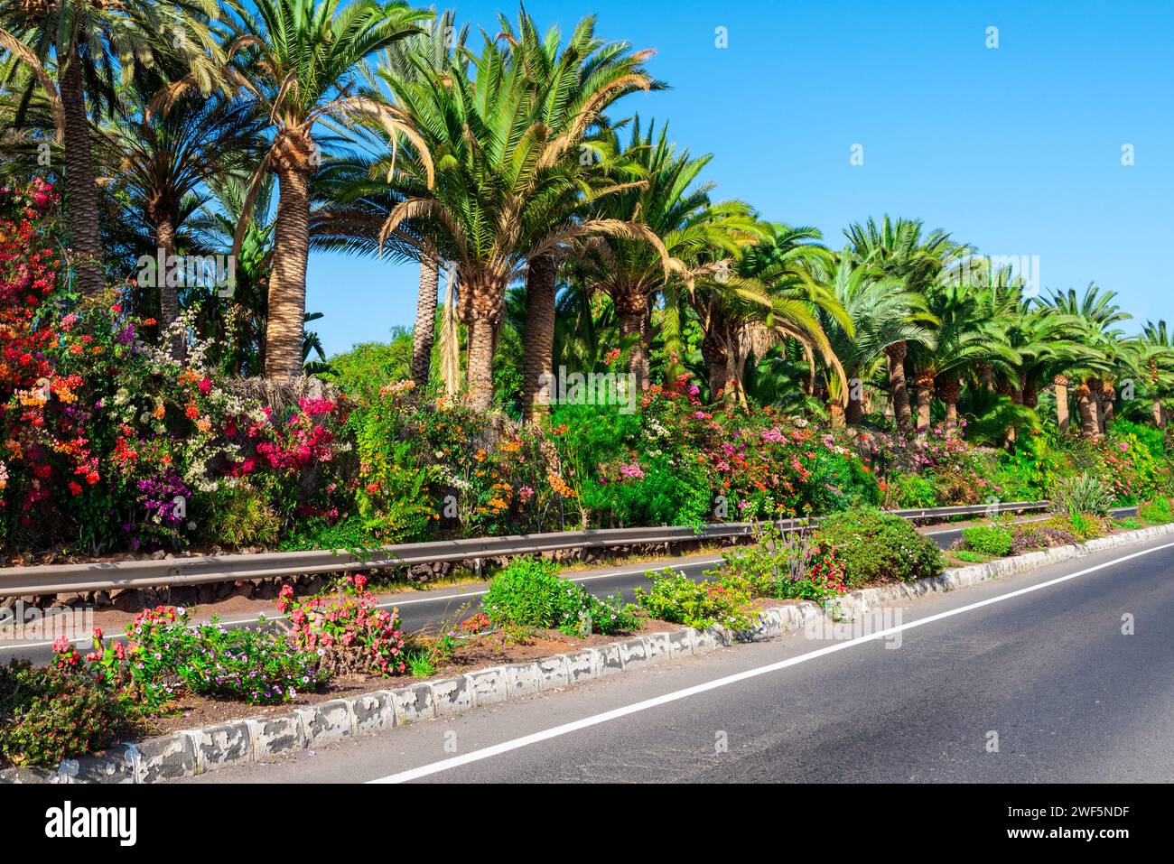 Fresh and blooming flowers on the side of the road surrounded by palm trees in the spring season in Fuerteventura, Canary Islands of Spain Stock Photo