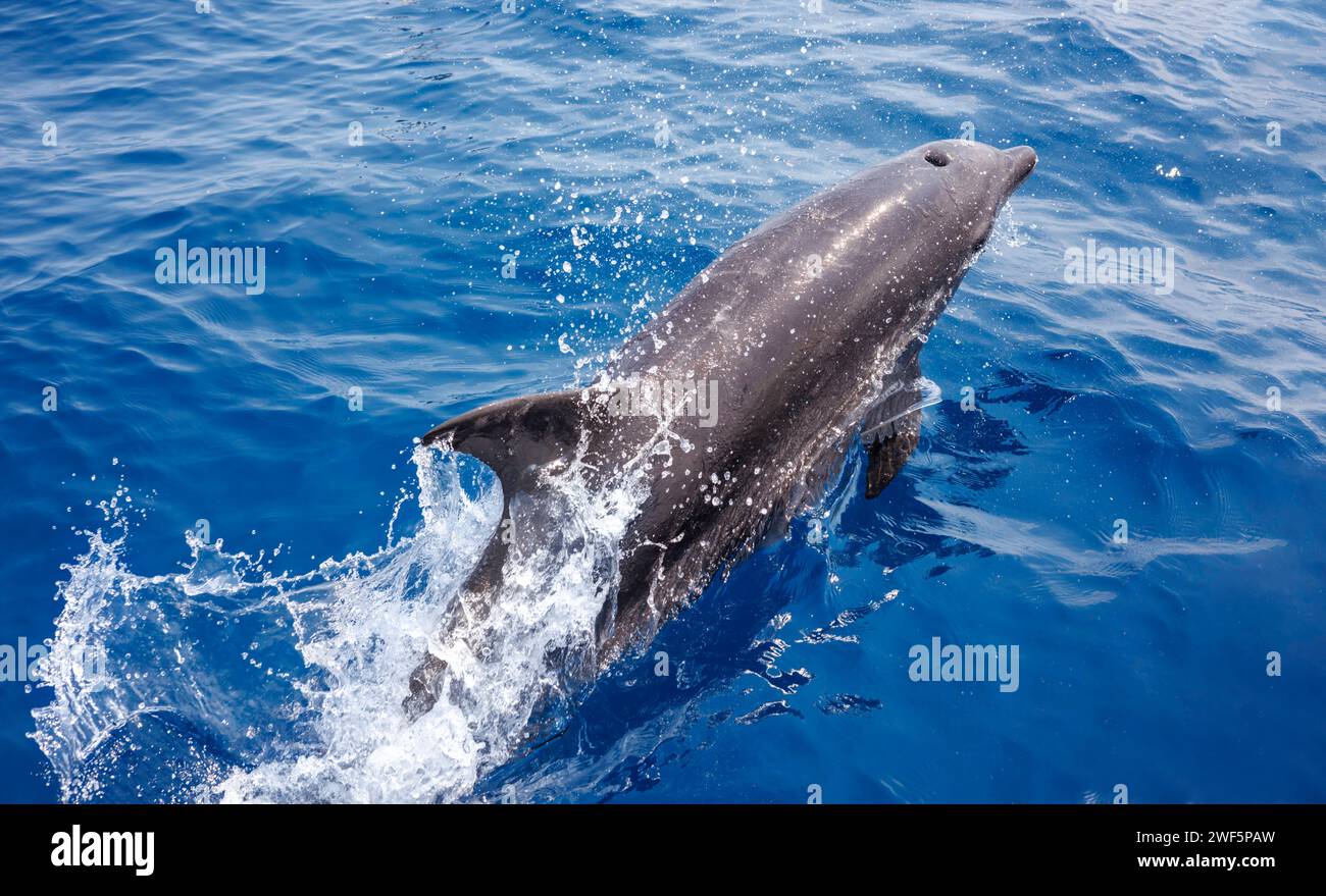 With its blowhole wide open, gulping in a fresh breath of air, an Indo-Pacific bottlenose dolphin, Tursiops aduncus, leaps out of the ocean off The De Stock Photo