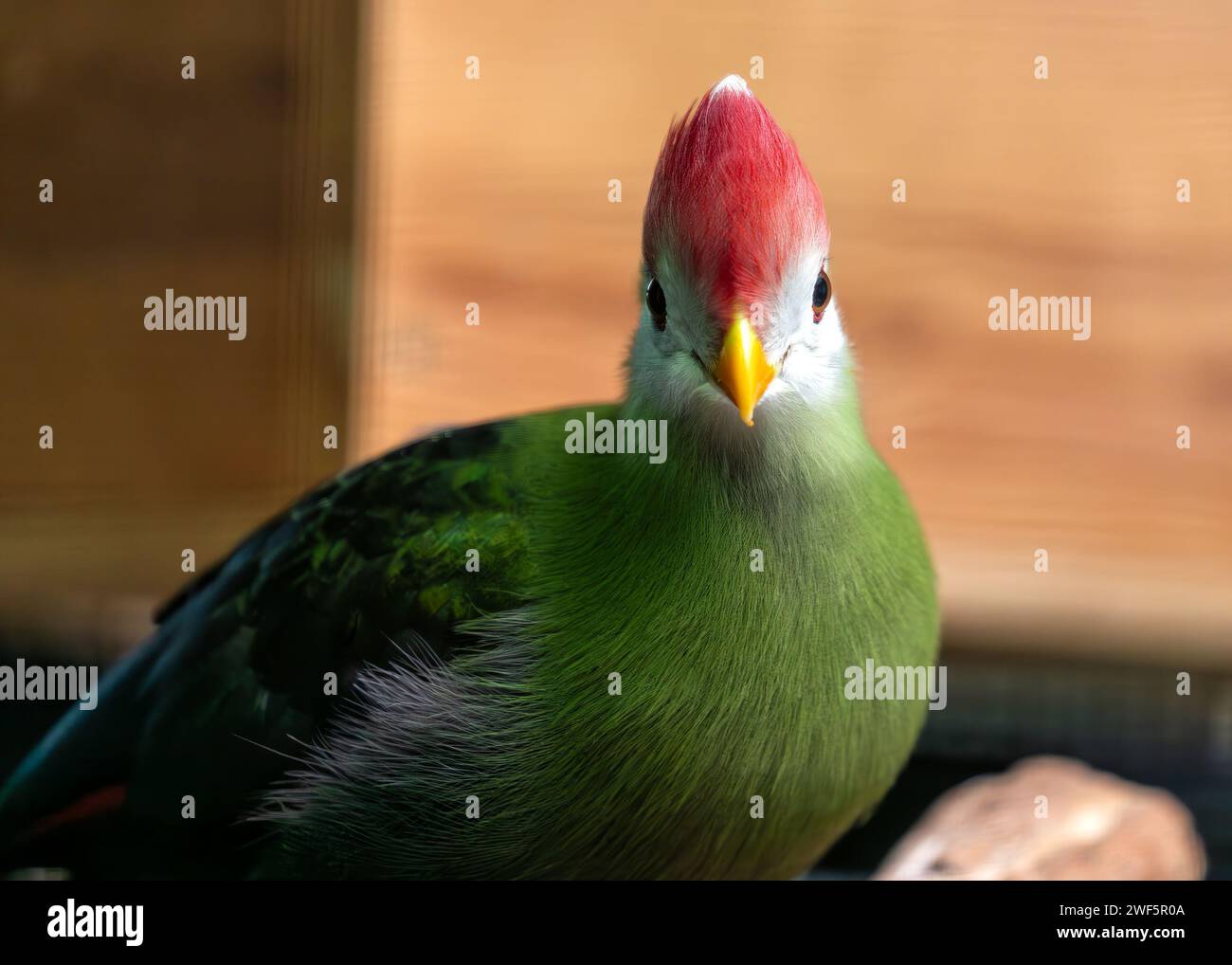 Stunning Red-crested Turaco, Tauraco erythrolophus, gracing the woodlands of Angola with its vibrant plumage. Stock Photo