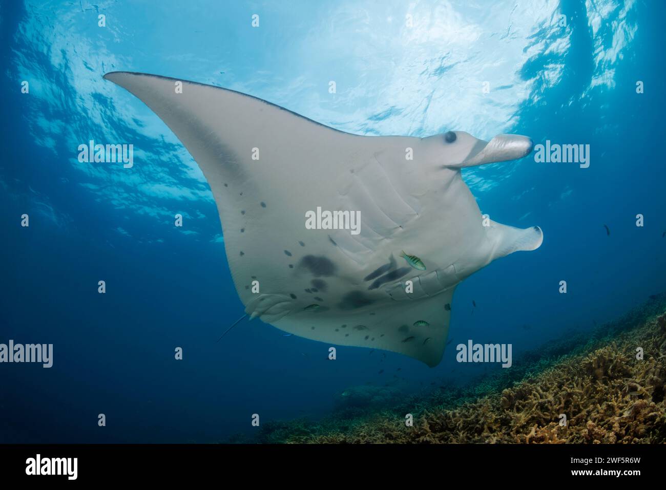 Reef manta ray, Mobula alfredi, Yap, Micronesia. This species was previously Manta alfredi. Stock Photo