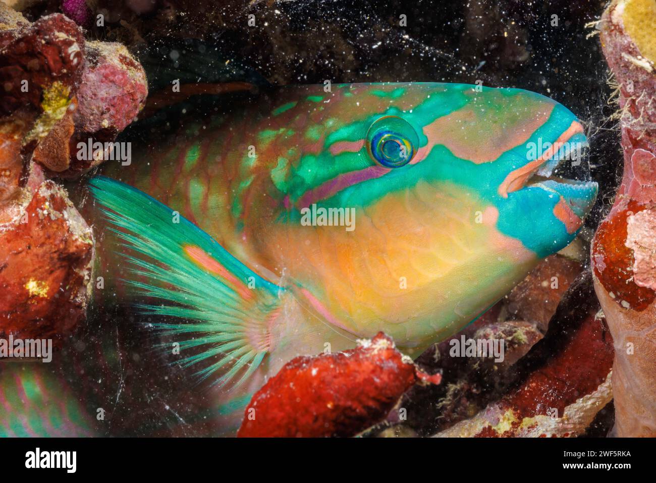 This tricolor parrotfish, Scarus tricolor, has secreted a mucus bubble to protect it from predators at night, Yap, Federated States of Micronesia. Stock Photo