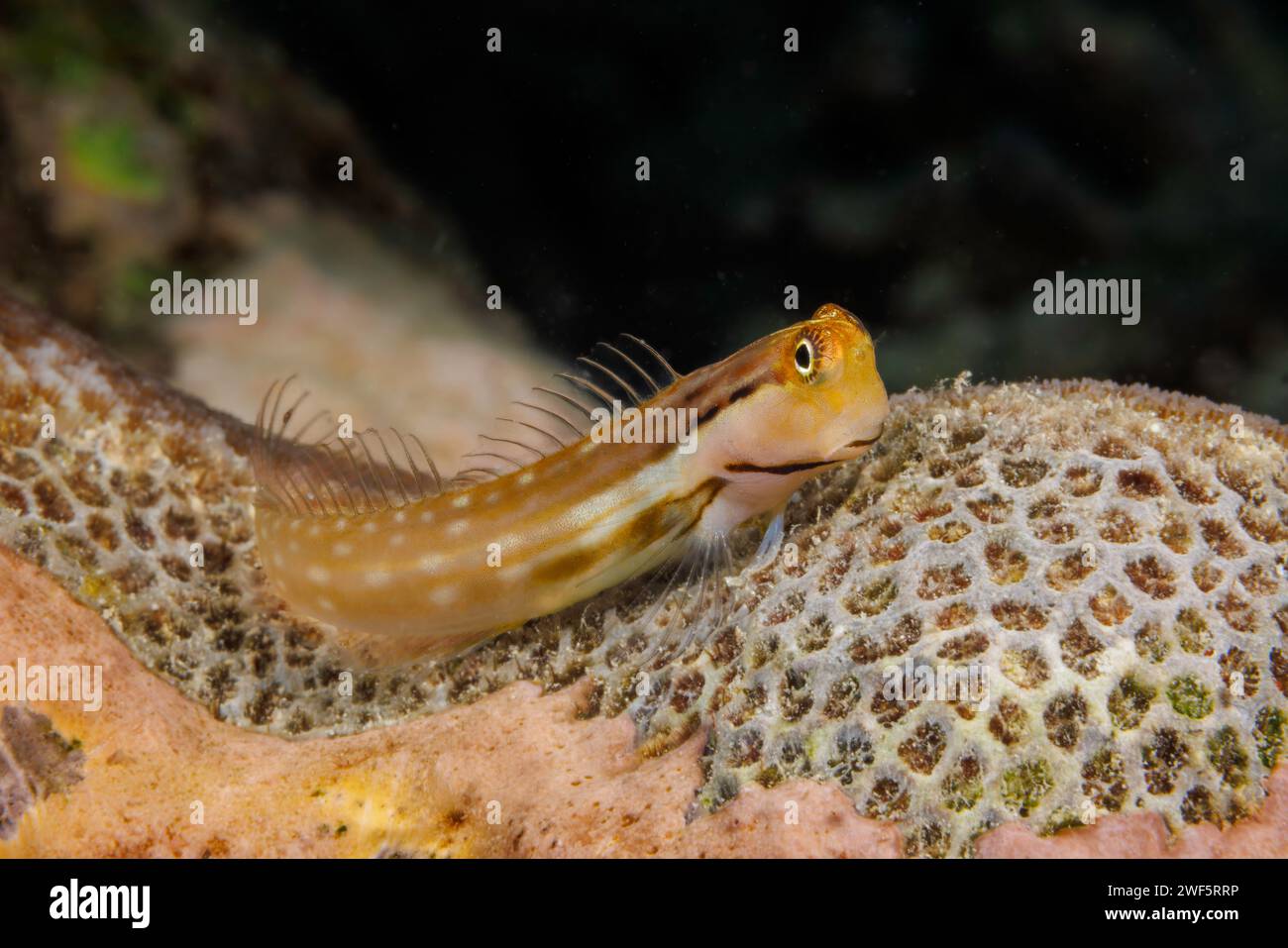 This Yaeyama coralblenny, Ecsenius yaeyamaensis, is perched on the convoluted surface of a dead hard coral off the island of Yap, Federated States of Stock Photo