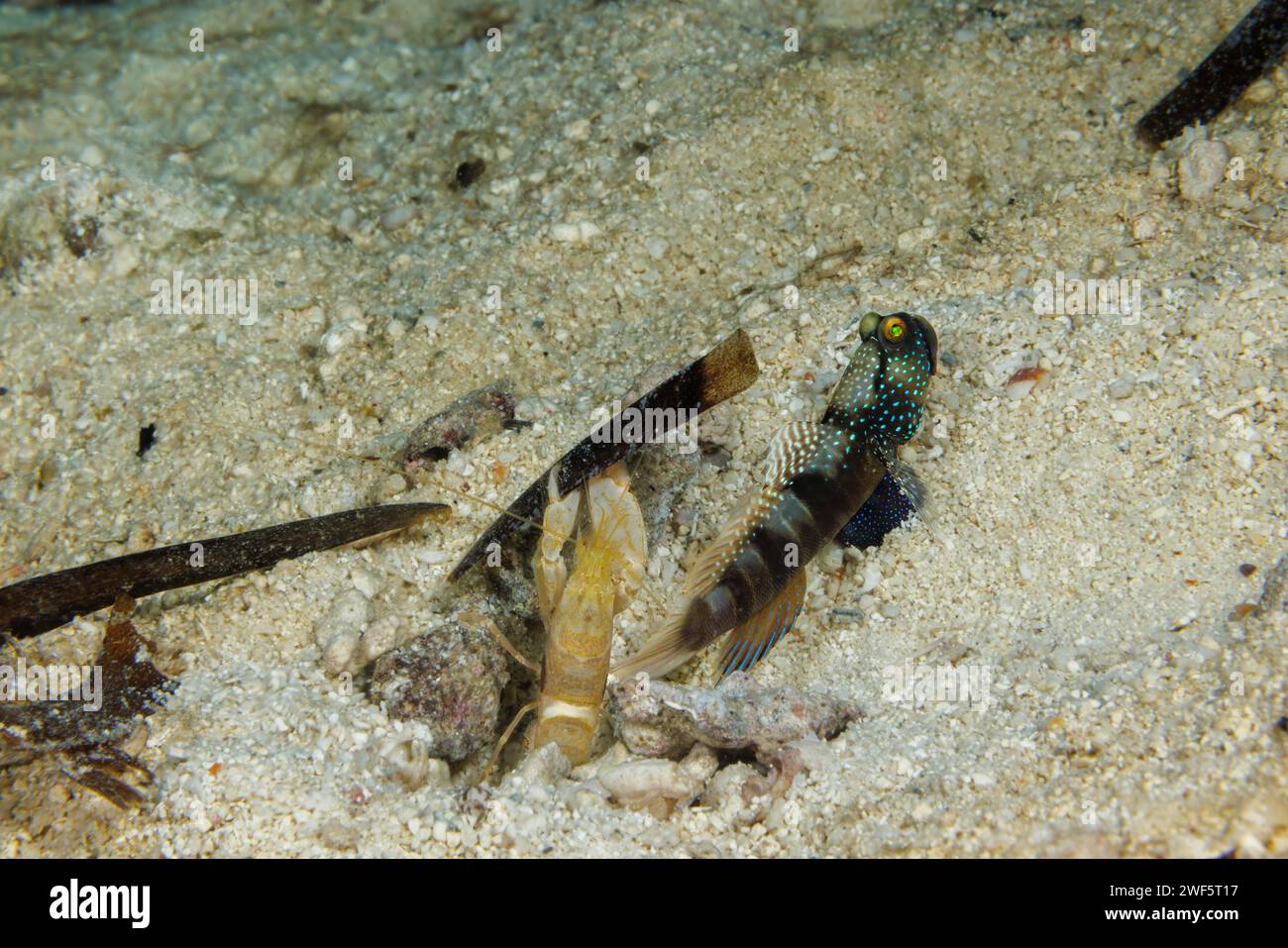 This is the dark variation of the banded shrimpgoby, Cryptocentrus cinctus. This species is more often found as bright yellow. The alpheid shrimp, Alp Stock Photo