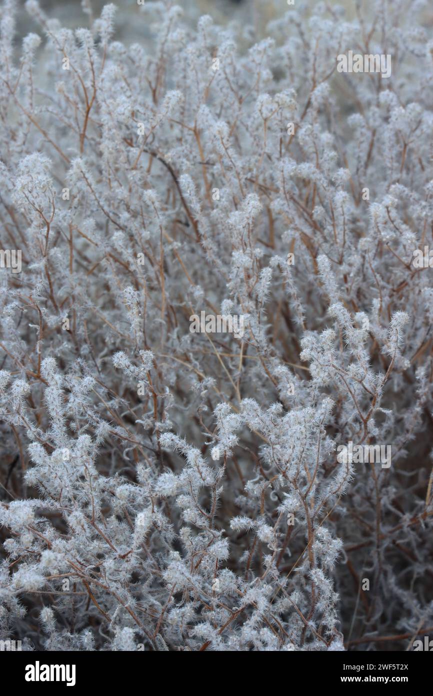 Narrow Leaf Catseye, Johnstonella Angustifolia, a native annual displaying persistent senescent bodies during winter in the Borrego Valley Desert. Stock Photo