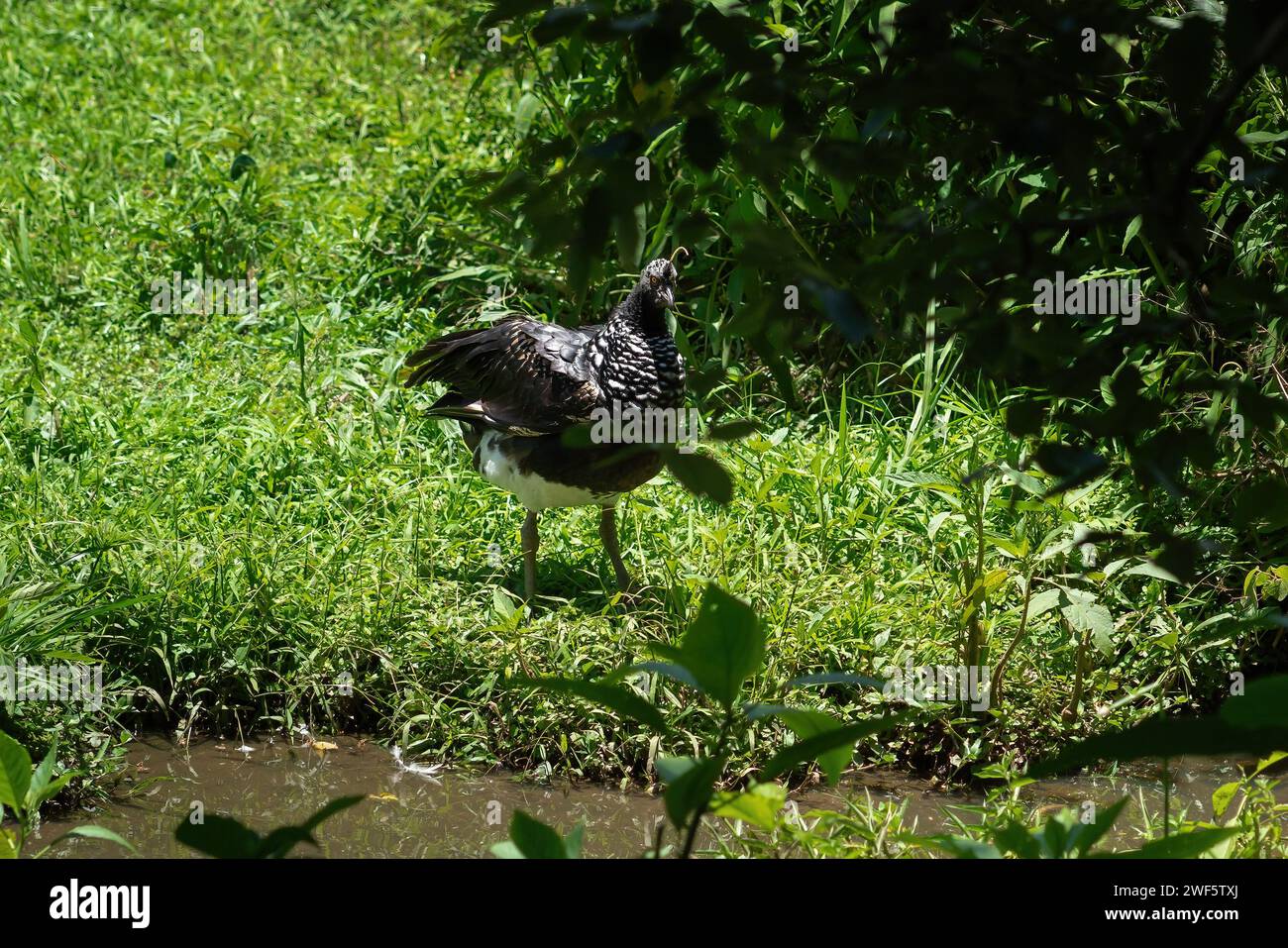 Horned Screamer bird (Anhima cornuta Stock Photo Alamy