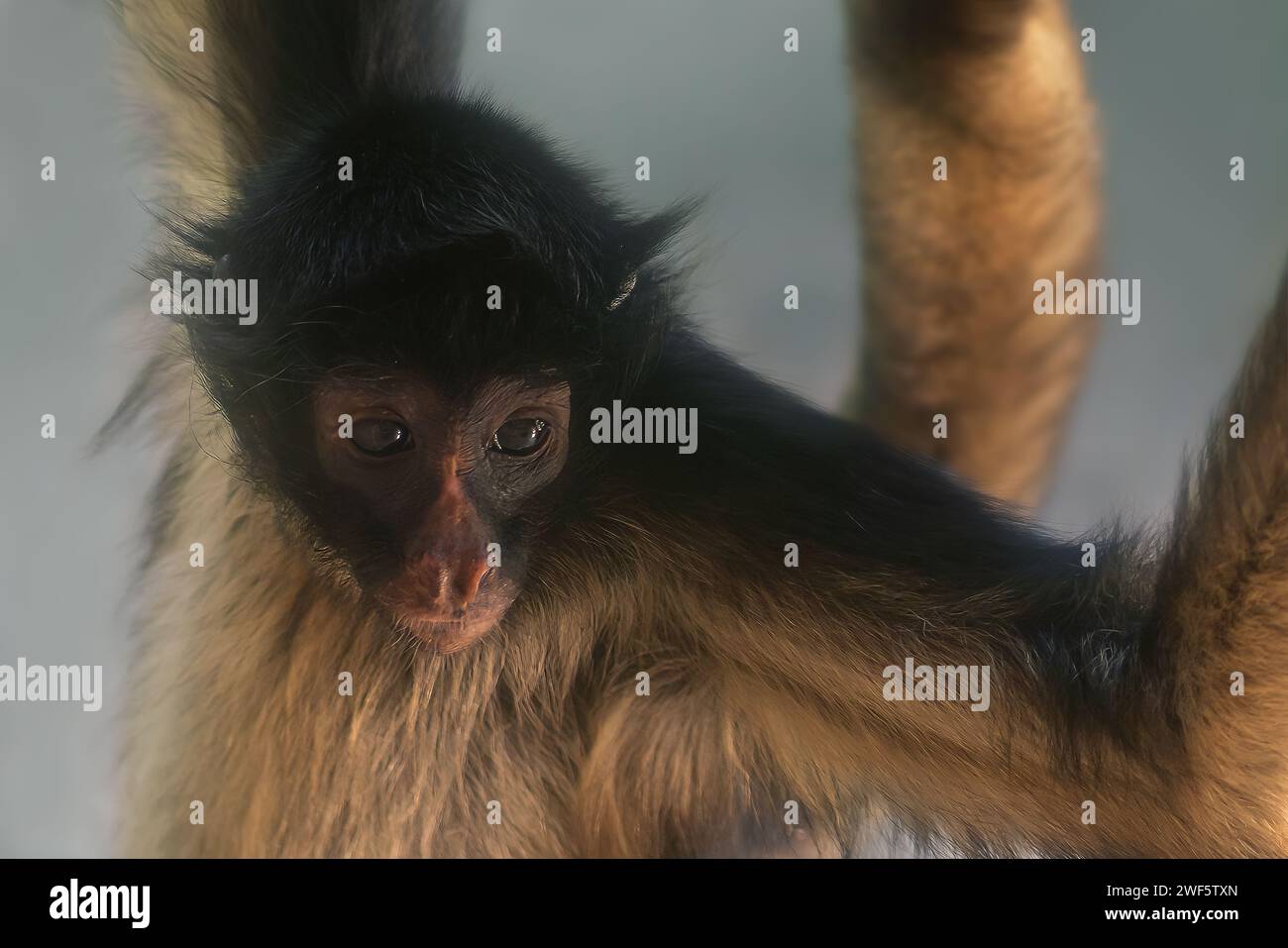 White-bellied Spider Monkey (Ateles belzebuth) Stock Photo