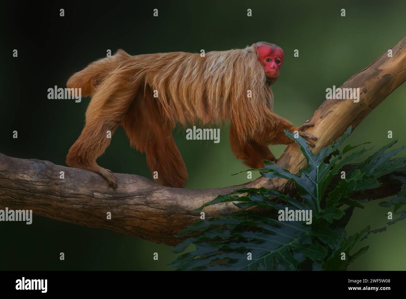Red Uakari Monkey (Cacajao calvus rubicundus) Stock Photo