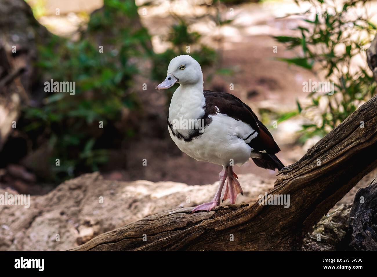 Radjah Shelduck (Radjah radjah) - Waterfowl Stock Photo