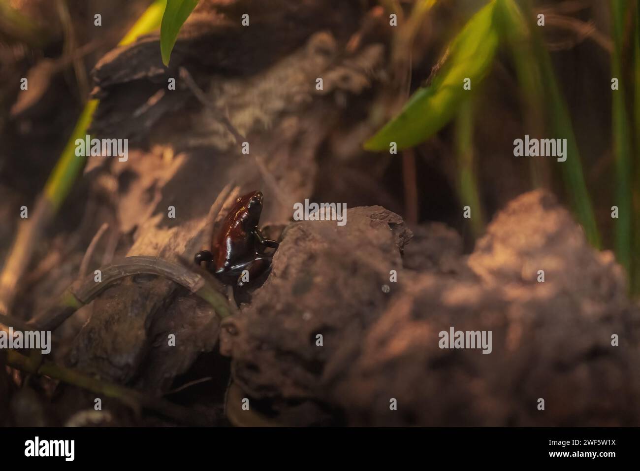 Splasher Frog Splash-backed Poison Frog (Adelphobates galactonotus Stock Photo - Alamy