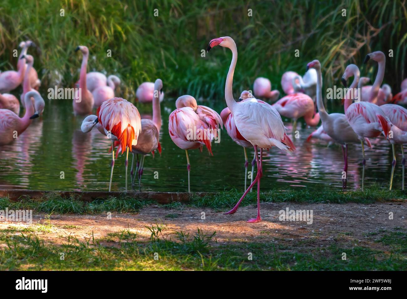 Greater Flamingo bird (Phoenicopterus roseus Stock Photo - Alamy