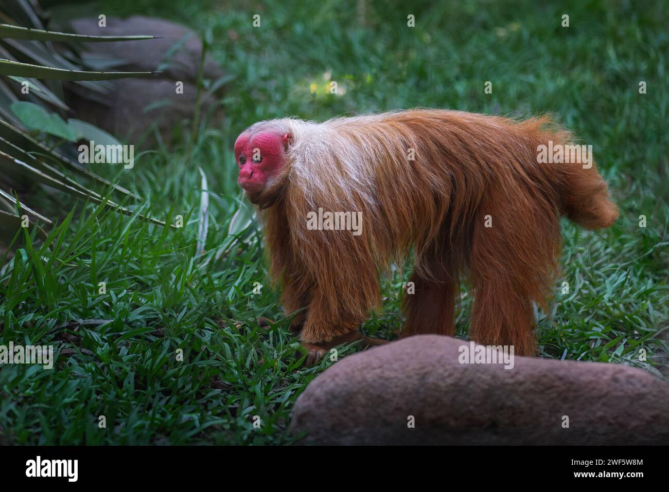 Red Uakari Monkey (Cacajao calvus rubicundus) Stock Photo