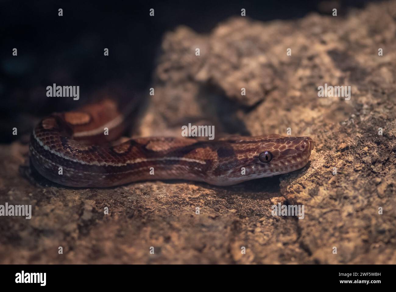 Brazilian Rainbow Boa snake (Epicrates assisi) Stock Photo