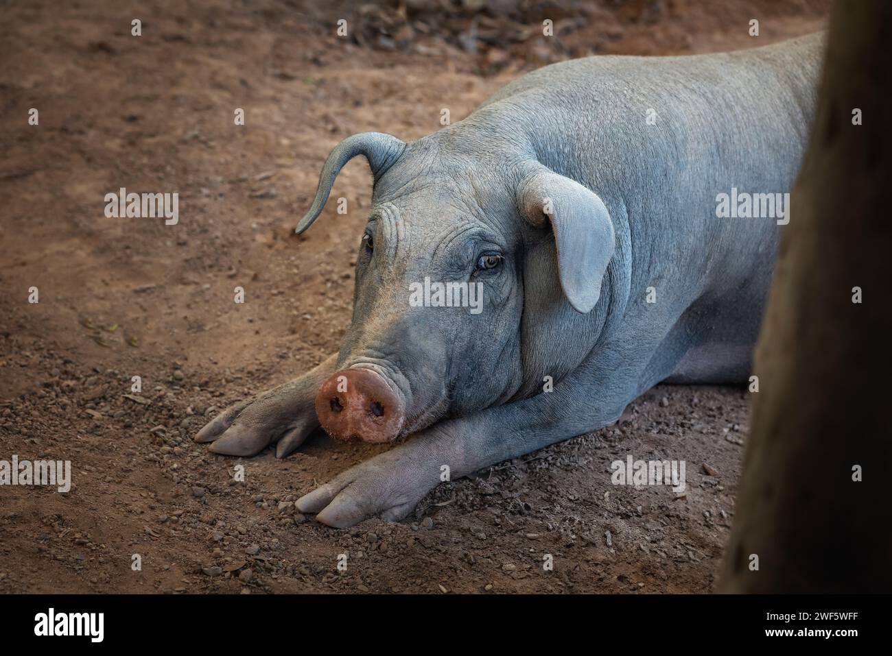 Domestic Pig (Sus scrofa domesticus) Stock Photo