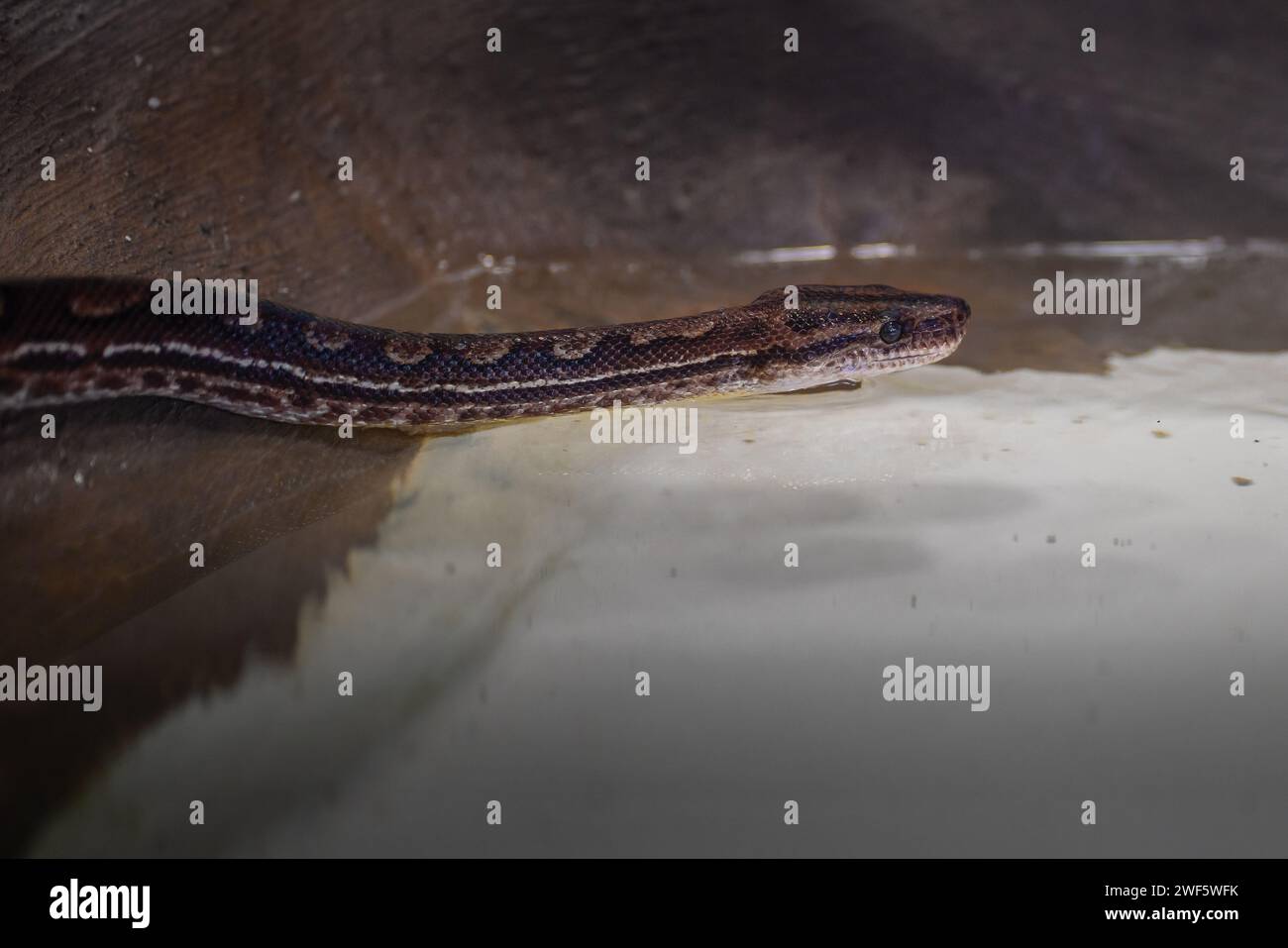 Eastern Rainbow Boa snake (Epicrates crassus) Stock Photo