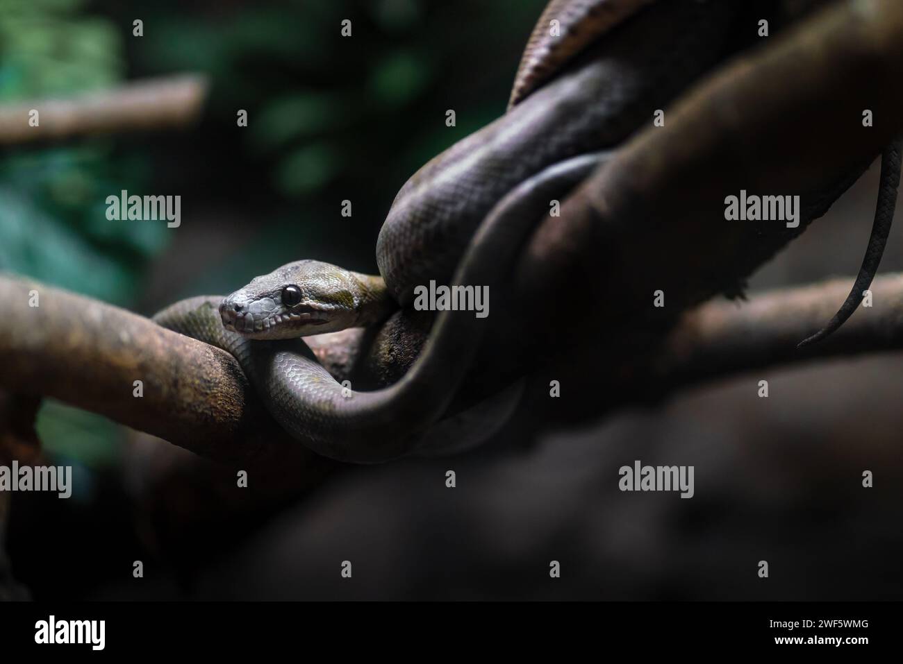 Amazon Tree Boa snake (Corallus hortulanus) Stock Photo