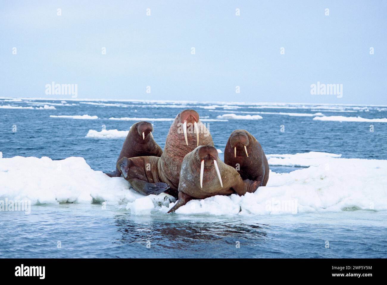 aerial view of walrus, Odobenus rosmarus, on the pack ice in the Bering ...