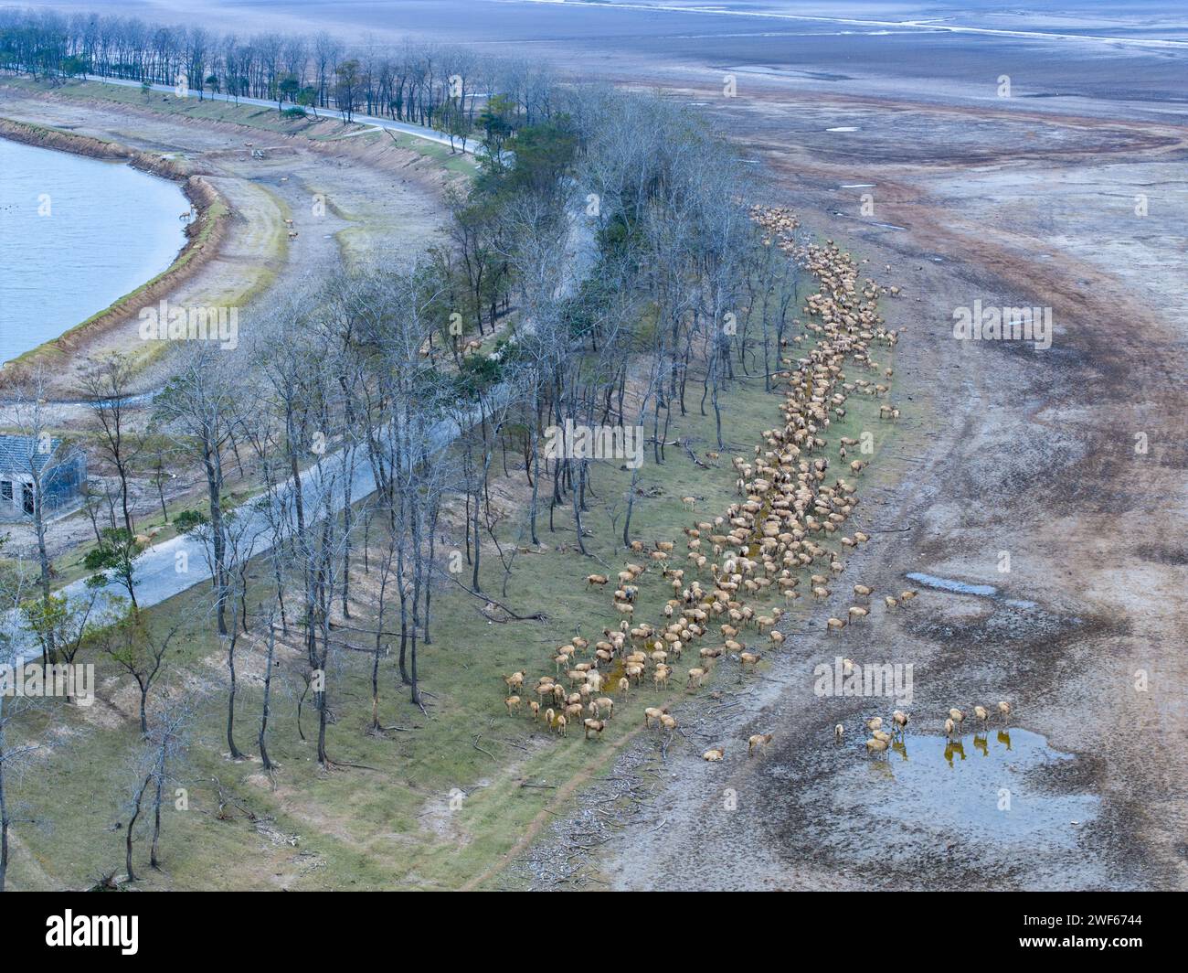 Elk in the Yellow Sea Wetland Protection Area of Yancheng, Jiangsu Province Stock Photo