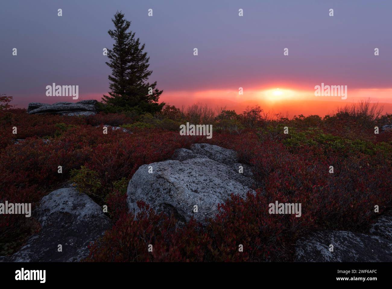 Red light filters through the rain and sleet during an Autumn sunrise at Dolly Sods in West Virginia. Stock Photo