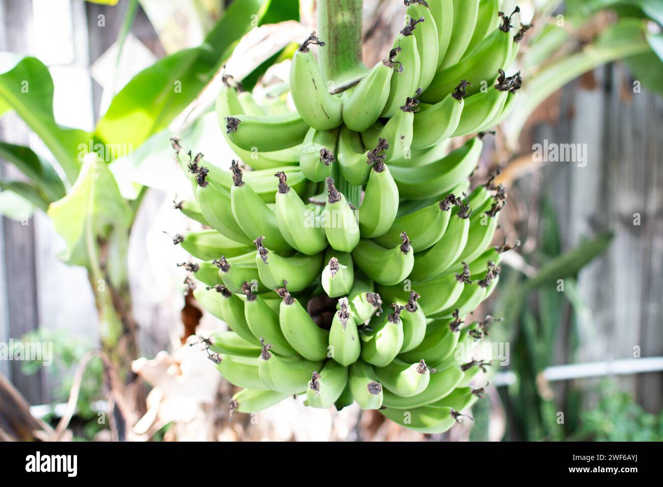 Bunch of green bananas on a banana tree. Banana plant. growing bananas. Backyard gardening Stock