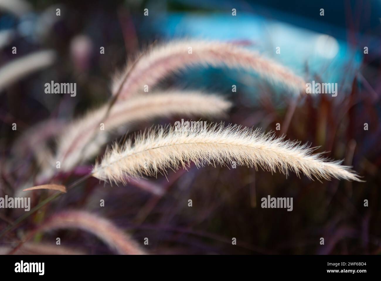 Cenchrus setaceus crimson fountain grass African tropical ornamental decorative plant used often in garden scaping around the world a bunch grass clos Stock Photo