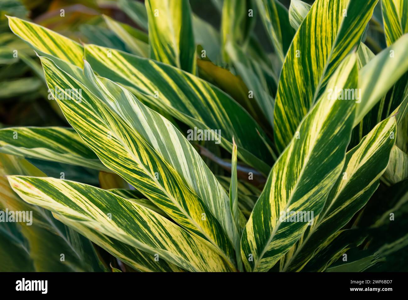 Shell ginger plant tropical foliage flora decorative ornamental striped vibrant green and yellow variegated Stock Photo
